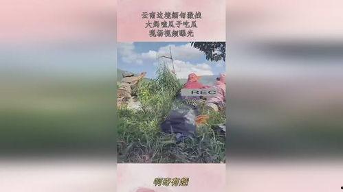 云南大妈边境吃瓜视频,揭秘边境风情美食之旅