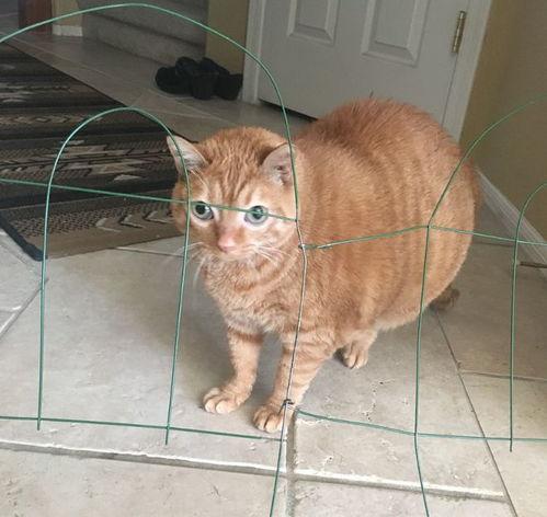 网红猫 橘,网络红星的魅力与日常