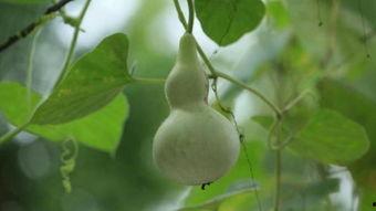 瓠瓜月子可以吃吗,营养健康两不误