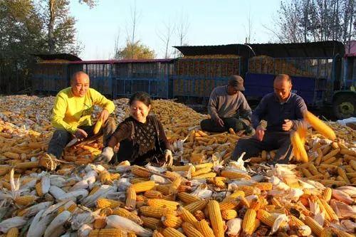 宁波玉米头条价格,市场动态解析”