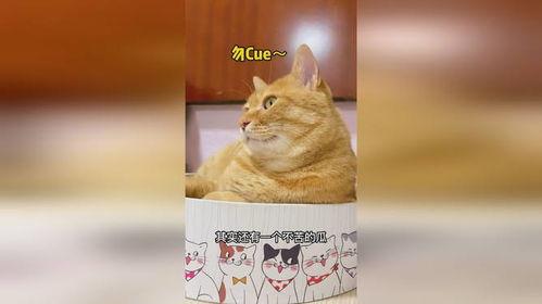 吃瓜线条猫,揭秘网络红猫的爆红之路